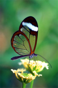 Butterfly2.jpg