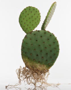 Cactus2.jpg