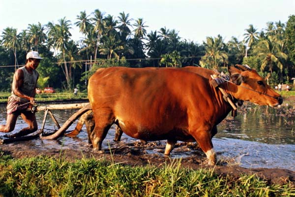 Nanchinadu Harbinger Of Rice And Plough Culture In The Ancient