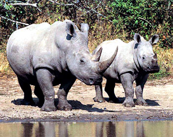 Live and Let Live: Wildlife Versus Humans in Beautiful Nepal Live and Let Live: Wildlife Versus Humans in Beautiful Nepal