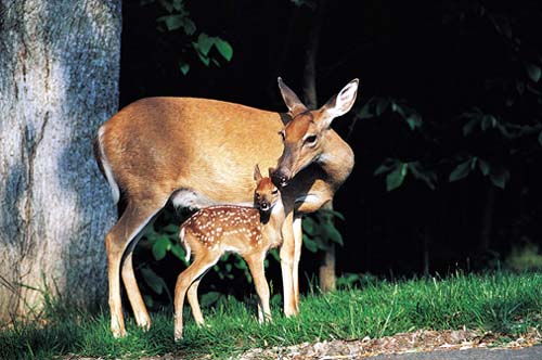 Save Forests and Wildlife Save Forests and Wildlife