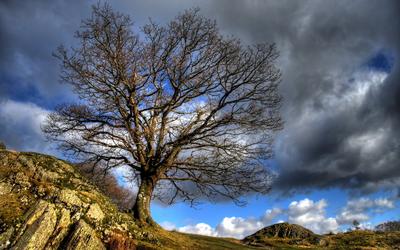 1040859__lone-tree-on-a-rocky-hill_p.jpg