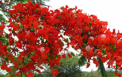 2010_11_02-poinciana-flowers-2.jpg