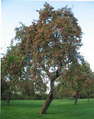 AppleTree2.jpg