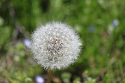 Dandelion.jpg