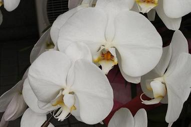 Orchids.JPG