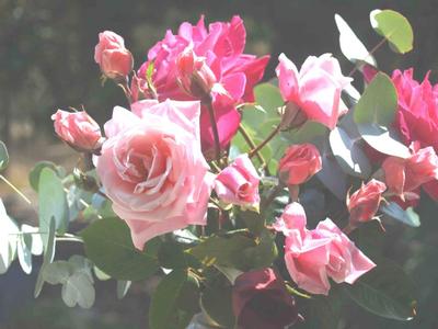 Roses3.jpg