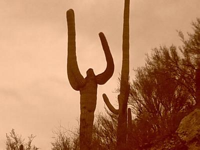 SAGUARO.jpg