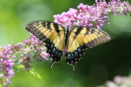 TigerSwallowtailButterfly1.jpg