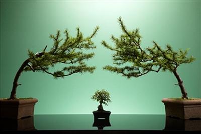 bonsai.jpg