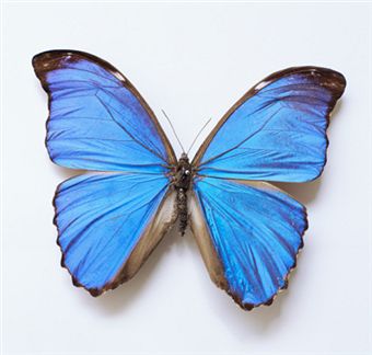 butterfly3.jpg