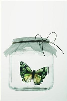 butterfly6.jpg