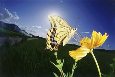 butterfly8.jpg