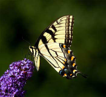 butterfly_yellow-flowers_detail_011.jpg