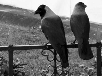 cropped_crows_bhaswar.jpg