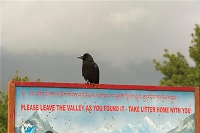 crow1.jpg