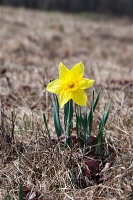 daffodil.jpg