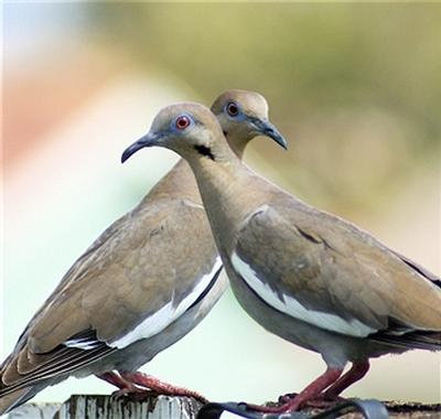 doves1.jpg