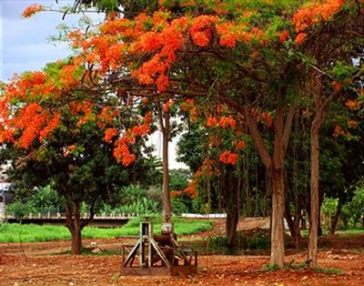 gulmohar.jpg