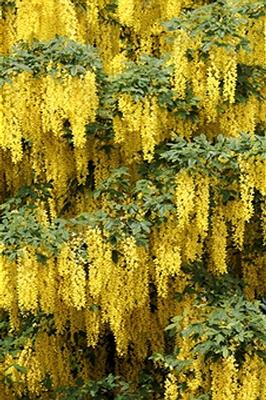 laburnum.jpg