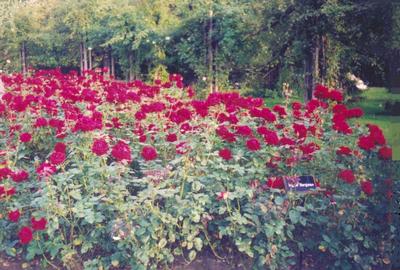 roses0011.jpg