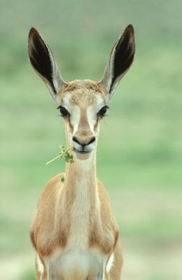 springbok.jpg