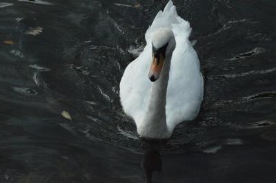 swan2.JPG