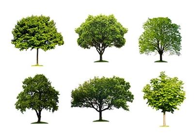 trees1.jpg
