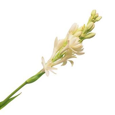 tuberose.jpg